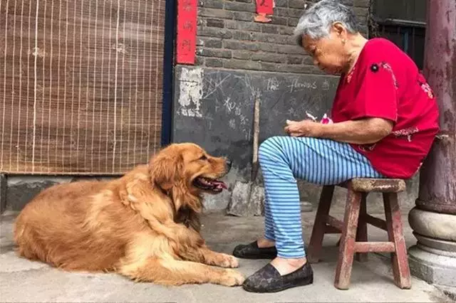 金毛送到奶奶家,現在被寵到100斤,依偎著奶奶滿臉都是幸福