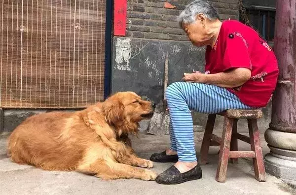 金毛送到奶奶家,現在被寵到100斤,依偎著奶奶滿臉都是幸福