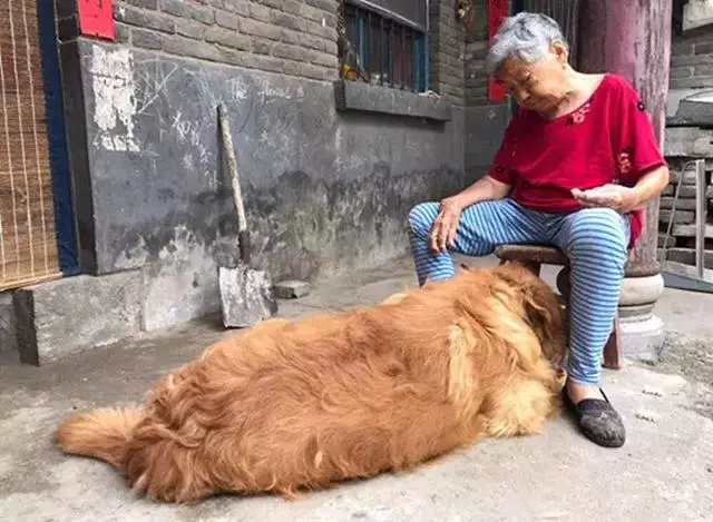 金毛送到奶奶家,現在被寵到100斤,依偎著奶奶滿臉都是幸福