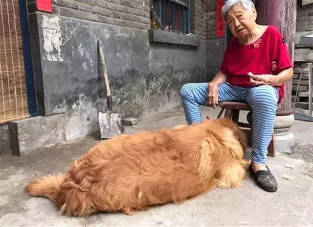 金毛送到奶奶家,現在被寵到100斤,依偎著奶奶滿臉都是幸福