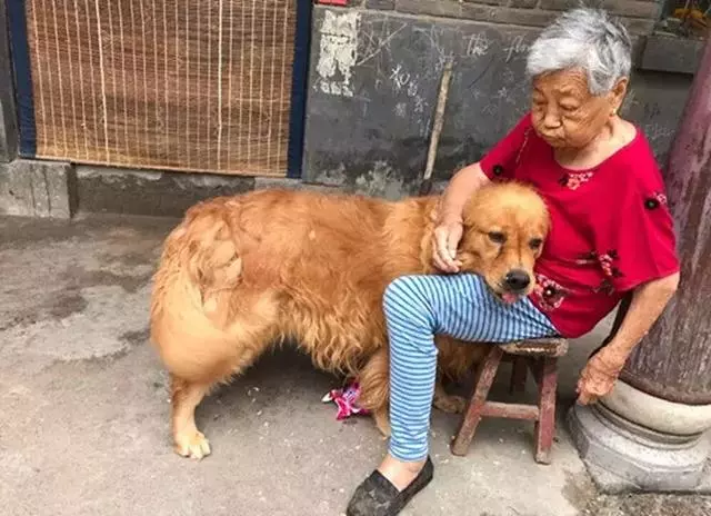 金毛送到奶奶家,現在被寵到100斤,依偎著奶奶滿臉都是幸福