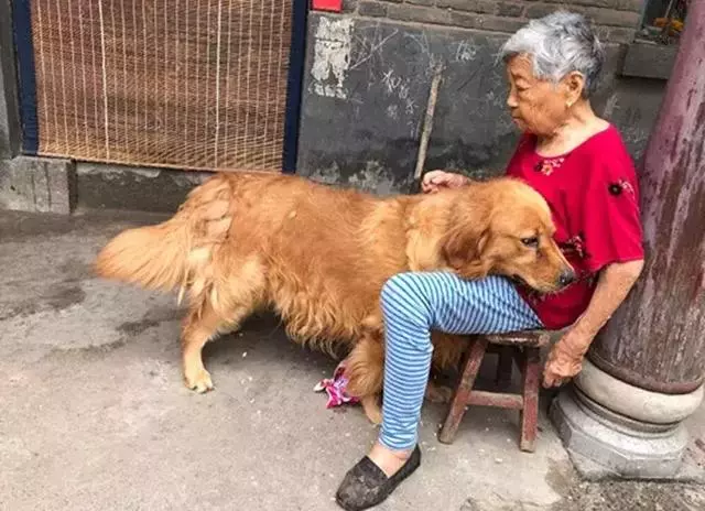 金毛送到奶奶家,現在被寵到100斤,依偎著奶奶滿臉都是幸福