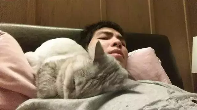 貓咪默默離開了蕭敬騰,都沒見到主人最後一面,貓咪:來生再見