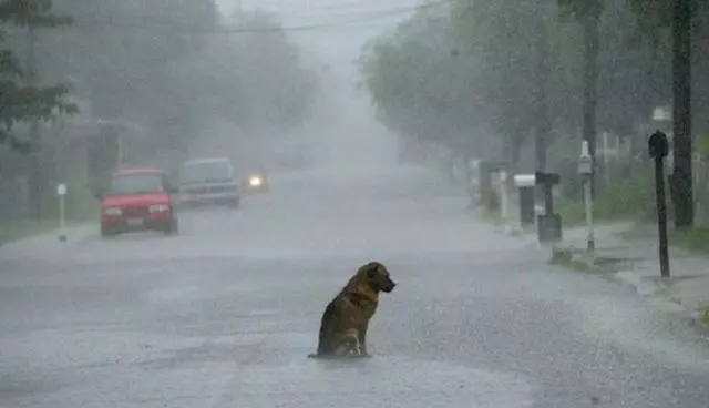 流浪狗在雨中瑟瑟發抖,網友恰好路過,默默留下了手中的雨傘