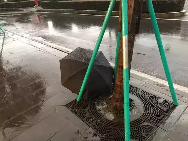 流浪狗在雨中瑟瑟發抖,網友恰好路過,默默留下了手中的雨傘