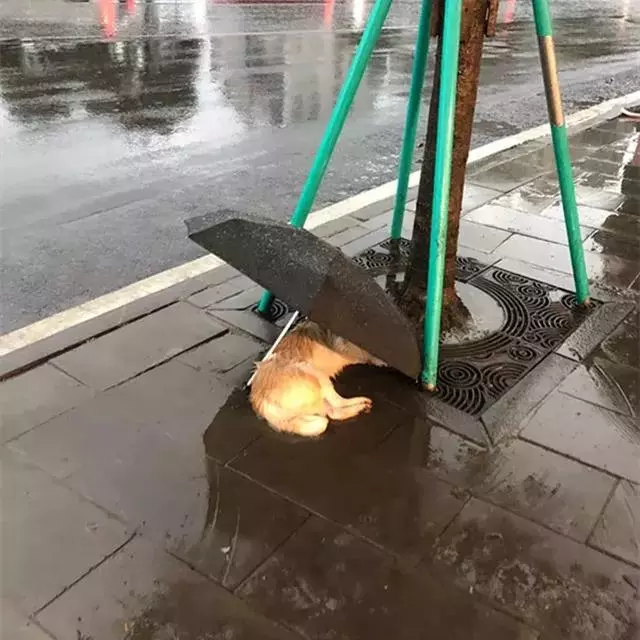流浪狗在雨中瑟瑟發抖,網友恰好路過,默默留下了手中的雨傘