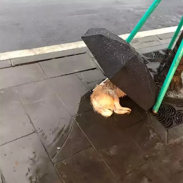 流浪狗在雨中瑟瑟發抖,網友恰好路過,默默留下了手中的雨傘
