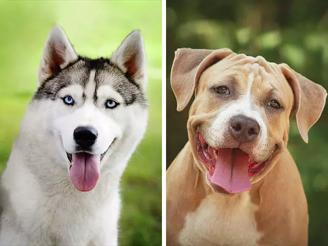 12隻「不同品種狗狗生下的後代」,原來臘腸狗 + 黃金獵犬可以這麼可愛!