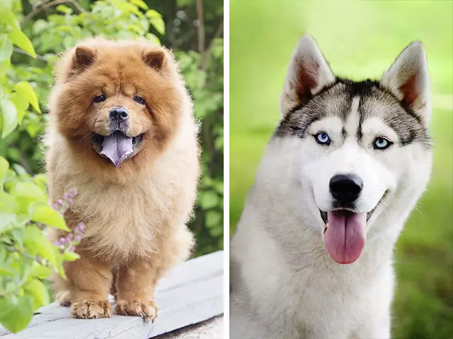 12隻「不同品種狗狗生下的後代」,原來臘腸狗 + 黃金獵犬可以這麼可愛!