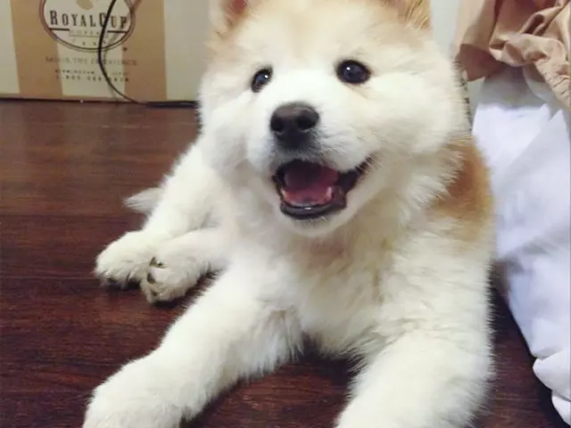 12隻「不同品種狗狗生下的後代」,原來臘腸狗 + 黃金獵犬可以這麼可愛!
