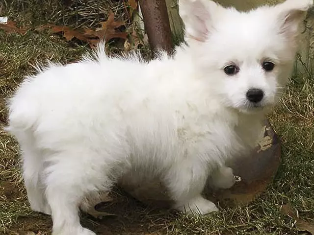 12隻「不同品種狗狗生下的後代」,原來臘腸狗 + 黃金獵犬可以這麼可愛!