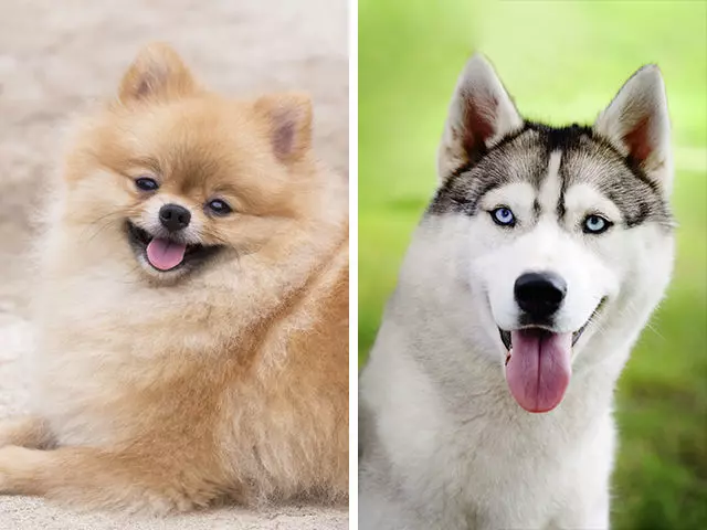 12隻「不同品種狗狗生下的後代」,原來臘腸狗 + 黃金獵犬可以這麼可愛!