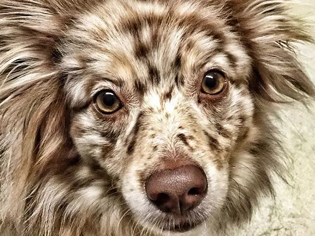 12隻「不同品種狗狗生下的後代」,原來臘腸狗 + 黃金獵犬可以這麼可愛!