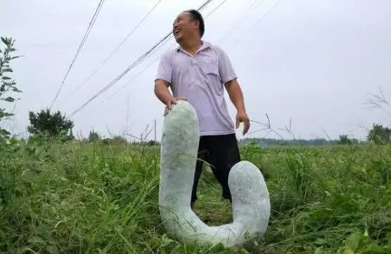 別嫌它苦,卻是前列腺炎的「死對頭」,男人常吃,和炎症說拜拜