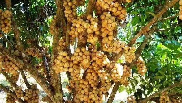 高血糖不能拖,每天來點「天然胰島素」,輕鬆穩定血糖不再高!