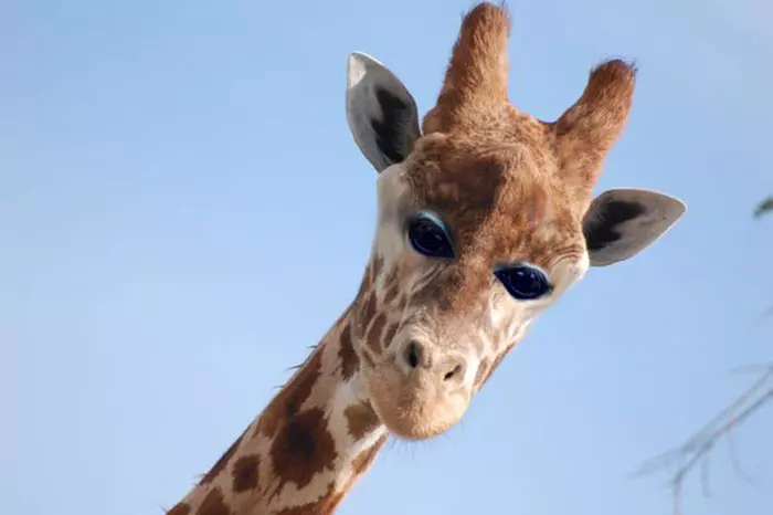 15個「如果眼睛從旁邊換到去前面」的動物,才看到第4個我就已經快要笑到崩潰了..