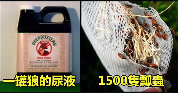 15個「能夠在網上買到」的超荒唐商品,看完後只想問,這些東西真的會有人買嗎...