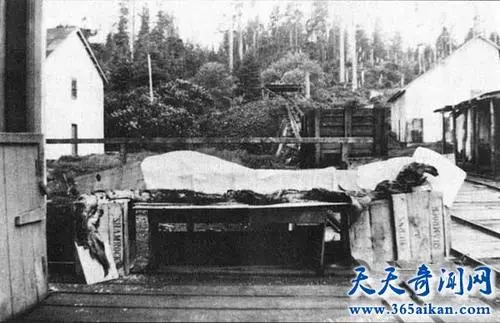 卡布羅龍已經被承認了 唯一被承認的水怪(馬頭蛇尾長20米)