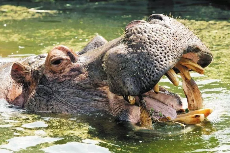 河馬咬死遊客 北市動物園:河馬爆發力很可觀
