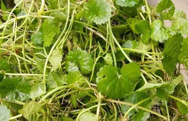 腎結石不用怕,它們是純天然「粉碎機」,還你健康腎先生!
