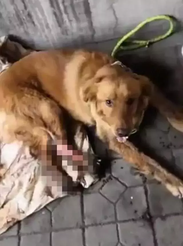金毛受傷後被主人放棄,好心人救助後仍然停食,金毛:我在等你