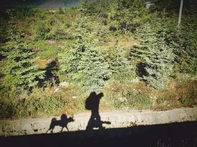 年邁狗狗陪20歲主人去西藏,主人推著小車,狗狗:一路一起走
