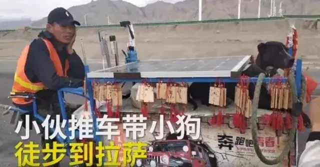 年邁狗狗陪20歲主人去西藏,主人推著小車,狗狗:一路一起走