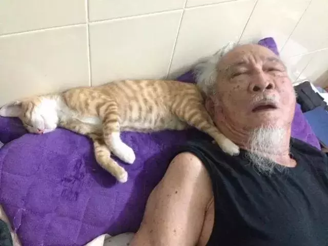 橘貓陪爺爺午睡,安心的呼呼大睡,爺爺:都睡的吐舌頭了