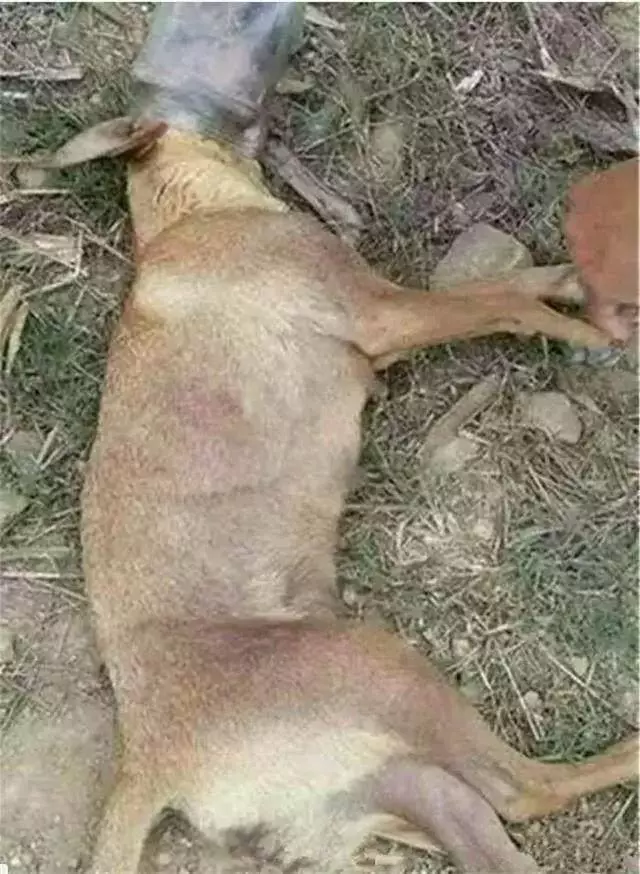 狗狗鑽桶被卡,男孩想要營救卻嚇跑了狗狗,等大人趕來為時已晚