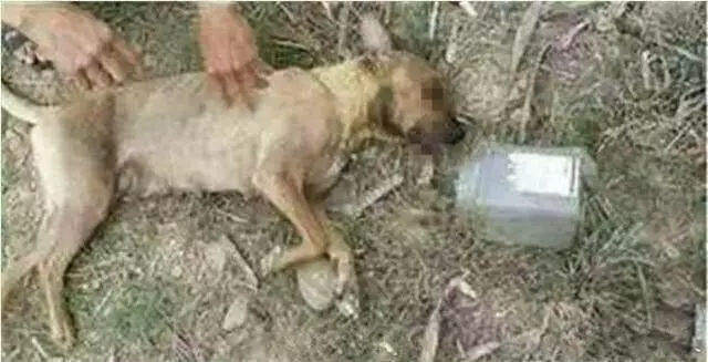 狗狗鑽桶被卡,男孩想要營救卻嚇跑了狗狗,等大人趕來為時已晚