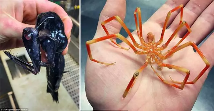 15種超奇葩的恐怖海底生物告訴你為什麼你這輩子都不應該靠近海！