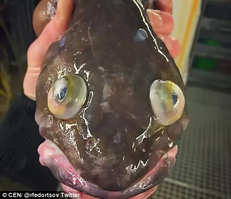15種超奇葩的恐怖海底生物告訴你為什麼你這輩子都不應該靠近海！