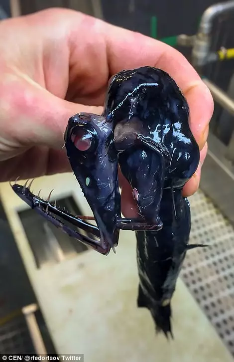 15種超奇葩的恐怖海底生物告訴你為什麼你這輩子都不應該靠近海！