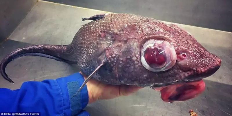 15種超奇葩的恐怖海底生物告訴你為什麼你這輩子都不應該靠近海！