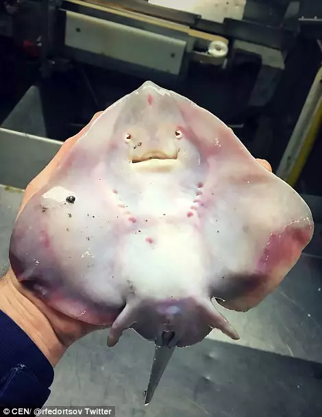 15種超奇葩的恐怖海底生物告訴你為什麼你這輩子都不應該靠近海！