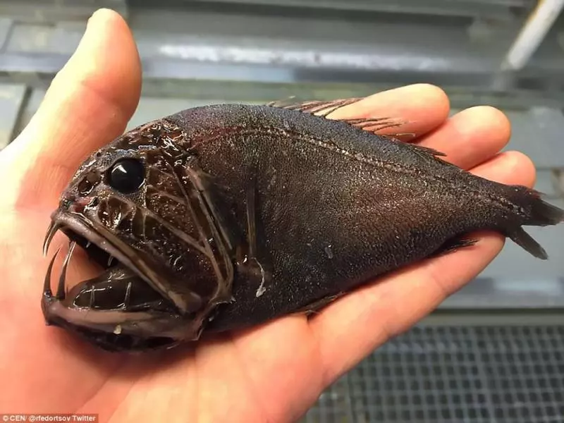 15種超奇葩的恐怖海底生物告訴你為什麼你這輩子都不應該靠近海！
