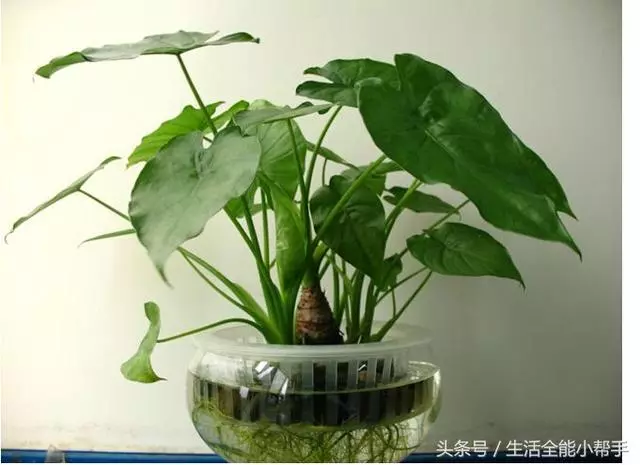 鹽的10個用處,醋的10種妙用,牙膏10個用途,太實用了,快收藏