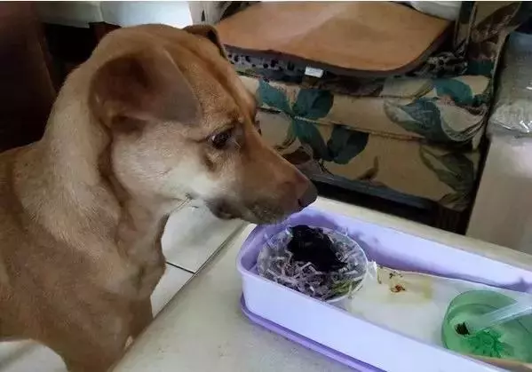 狗狗變成一隻鳥兒的保姆,簡直不能再溫柔……