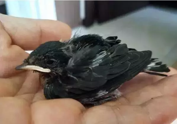 狗狗變成一隻鳥兒的保姆,簡直不能再溫柔……