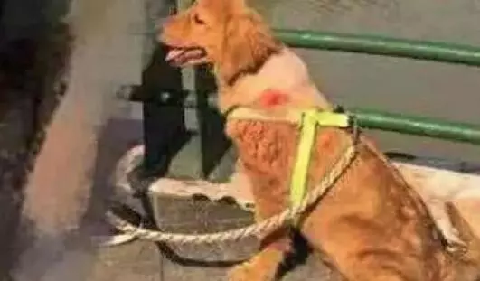 狗狗身上長了可怕「大包」,醫生痛罵主人:你這個主人怎麼當的