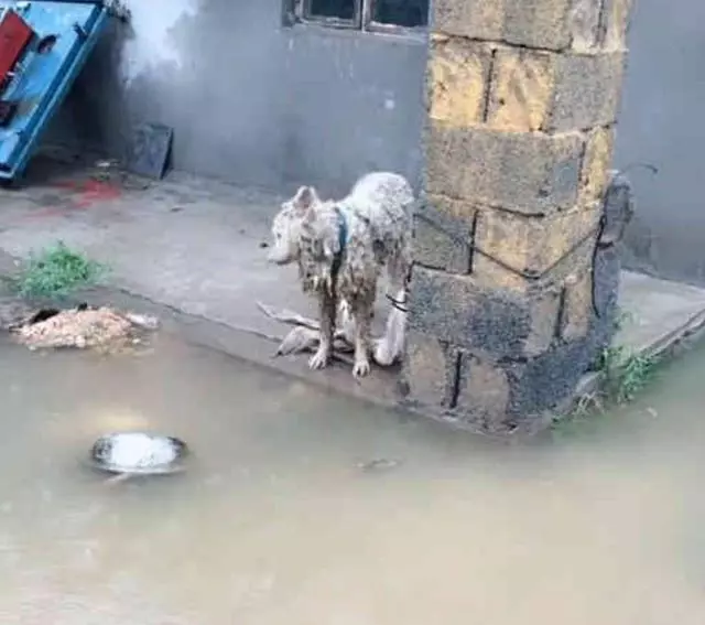 鄰居養了只薩摩耶,讓它自生自滅