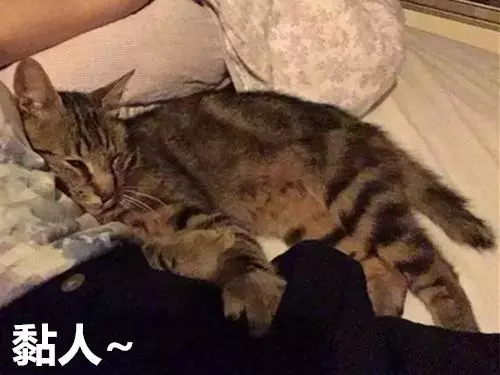想養寵卻在糾結養貓還是養狗?不妨來看看這兩種截然不同的生活