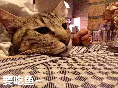 想養寵卻在糾結養貓還是養狗?不妨來看看這兩種截然不同的生活