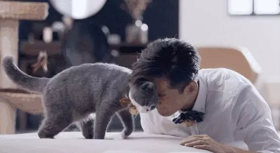 想養寵卻在糾結養貓還是養狗?不妨來看看這兩種截然不同的生活