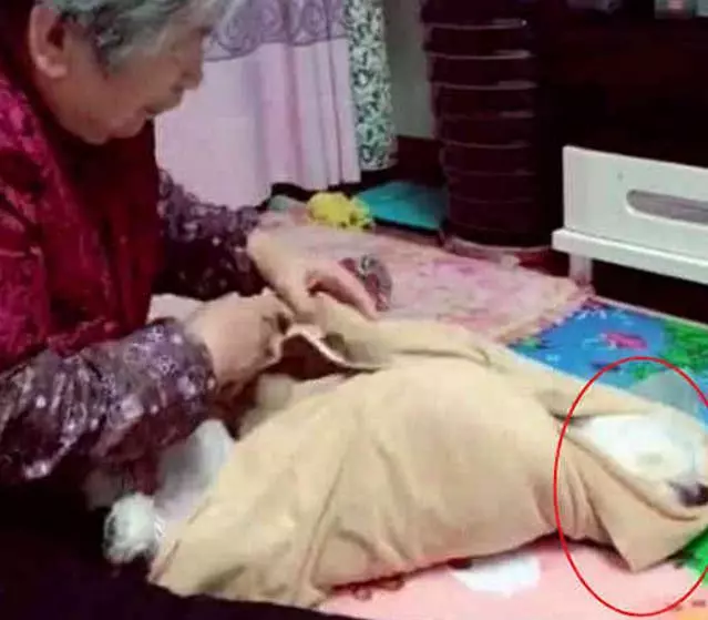 把狗送給奶奶養,回家一看嚇一跳,活得不如一隻狗