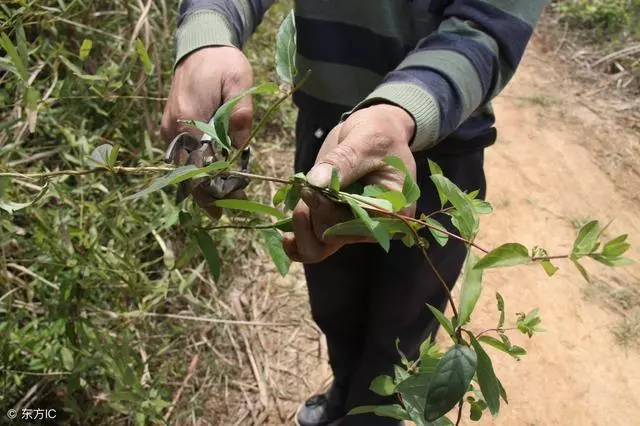 痔瘡怎麼辦?1根草來解憂,洗1洗,便血、瘙癢不見,萬人受益!