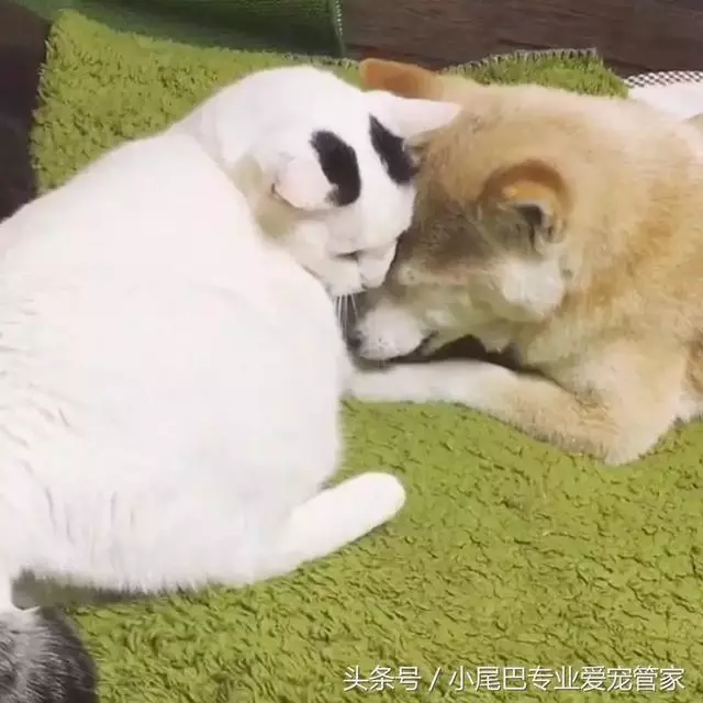 17歲老年癡呆網紅柴犬離世,以後小貓你不用再照顧我了