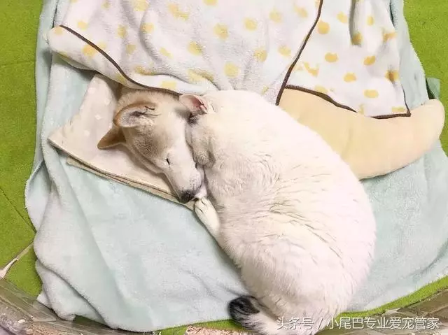 17歲老年癡呆網紅柴犬離世,以後小貓你不用再照顧我了