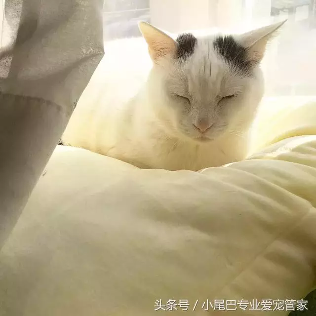 17歲老年癡呆網紅柴犬離世,以後小貓你不用再照顧我了