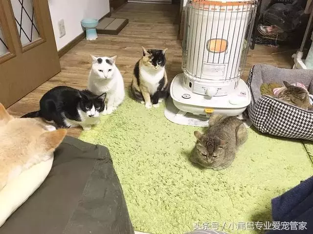 17歲老年癡呆網紅柴犬離世,以後小貓你不用再照顧我了